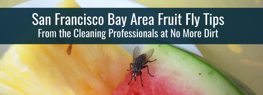Tips for Businesses Dealing with Fruit Flies in the San Francisco Bay Regions